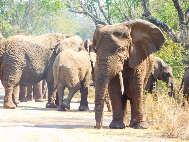 Rwanda gorilla trekking and forest safari destination