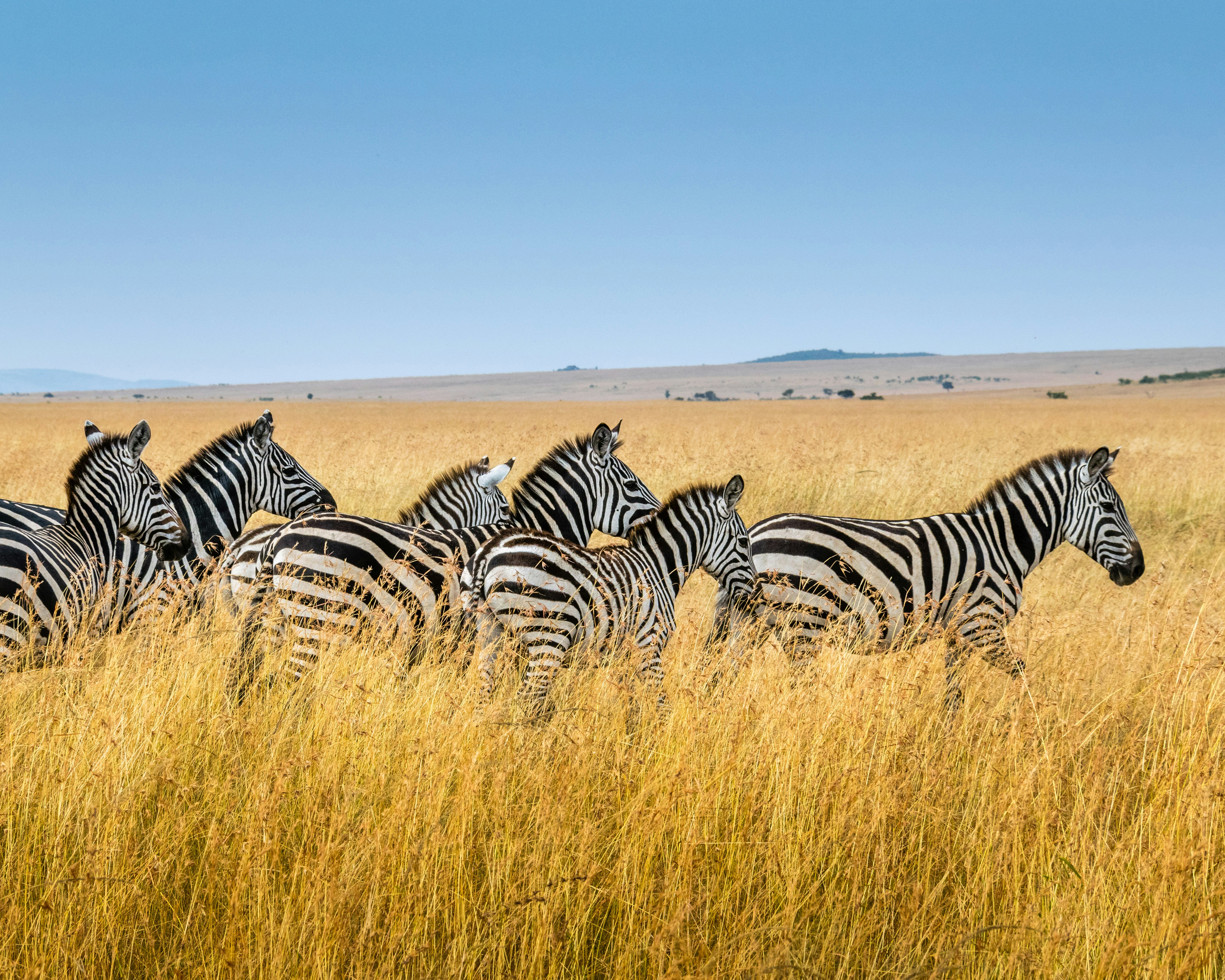 Tanzania safari destination with wilderness landscape