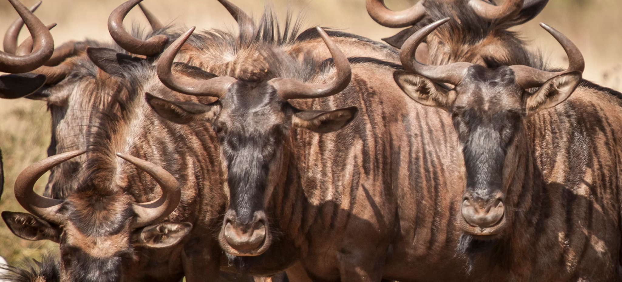 Wildebeest herd during migration